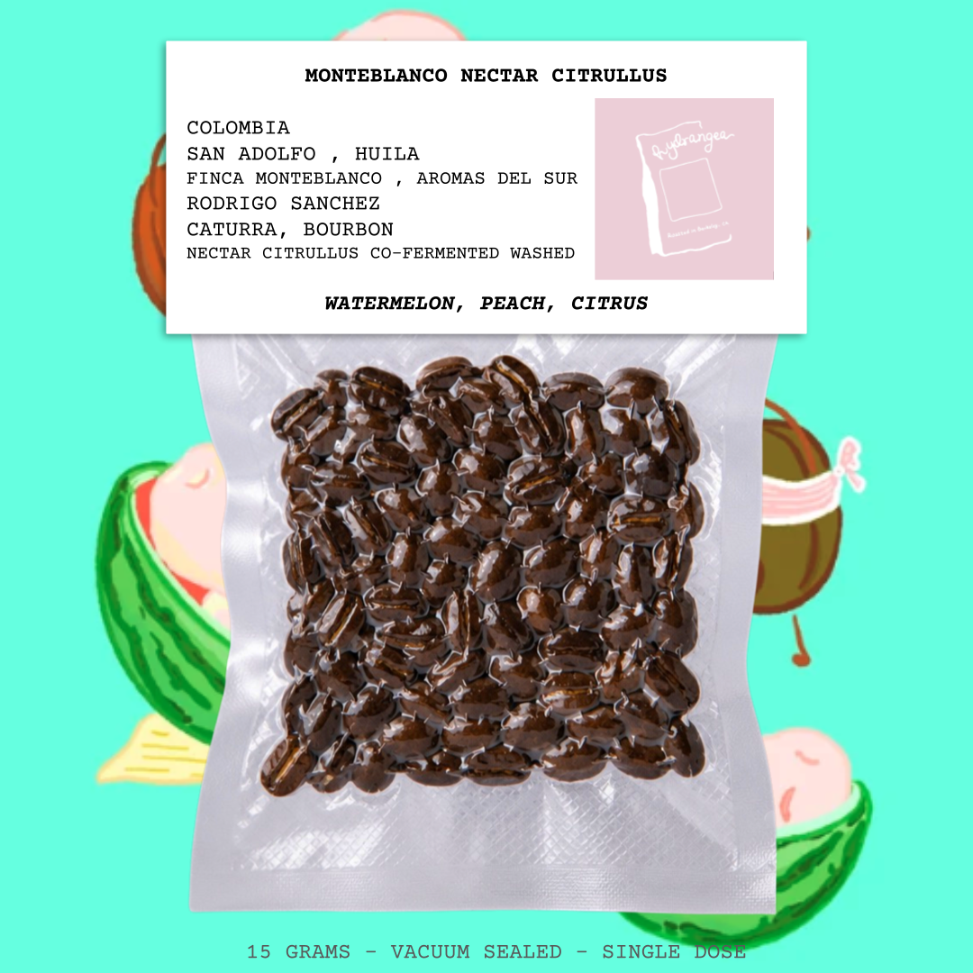 MONTEBLANCO NECTAR CITRULLUS-COLOMBIA-SAN ADOLFO-HUILA-FINCA MONTEBLANCO-RODRIGO SANCHEZ- AROMAS DEL SUR-OPAQUE-NECTAR CITRULLUS CO- FERMENTED WASHED-ARABICA-CATURRA, BOURBON- WATERMELON, PEACH, CITRUS-HYDRANGEA-USA
